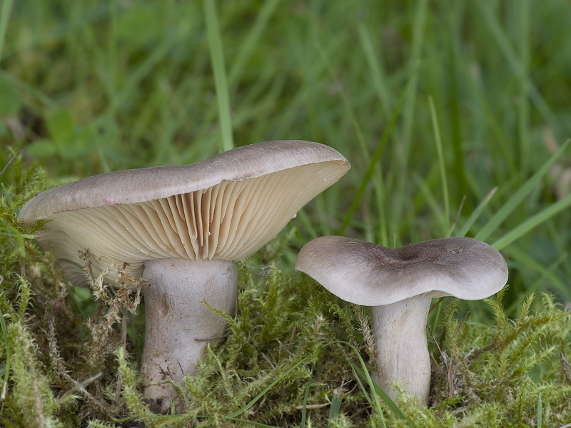 Lactarius flexuosus